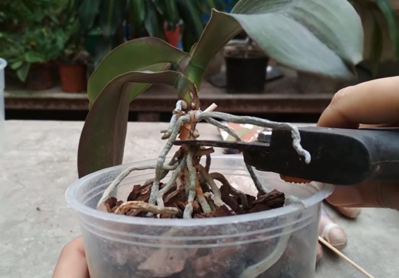 Как омолодить орхидею в домашних условиях, как пересадить и обновить старую